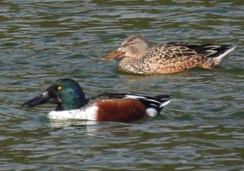 ハシビロガモ 愛知県森林公園 2020年11月15日(日)