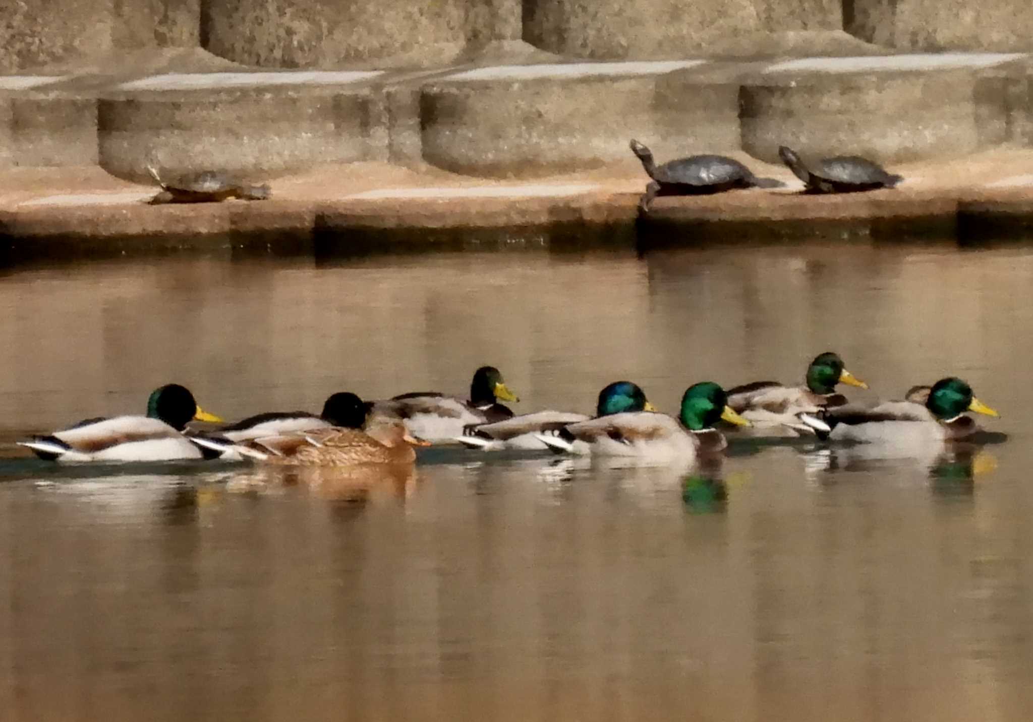 愛知県森林公園 マガモの写真 by よつくん