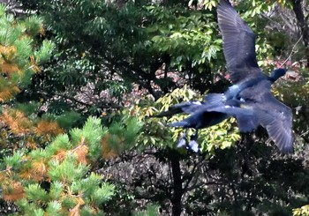 ハシボソガラス 愛知県森林公園 2020年11月22日(日)