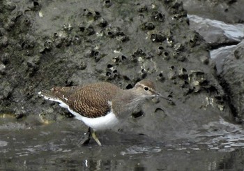 Wood Sandpiper 稲永公園 Sun, 10/18/2020