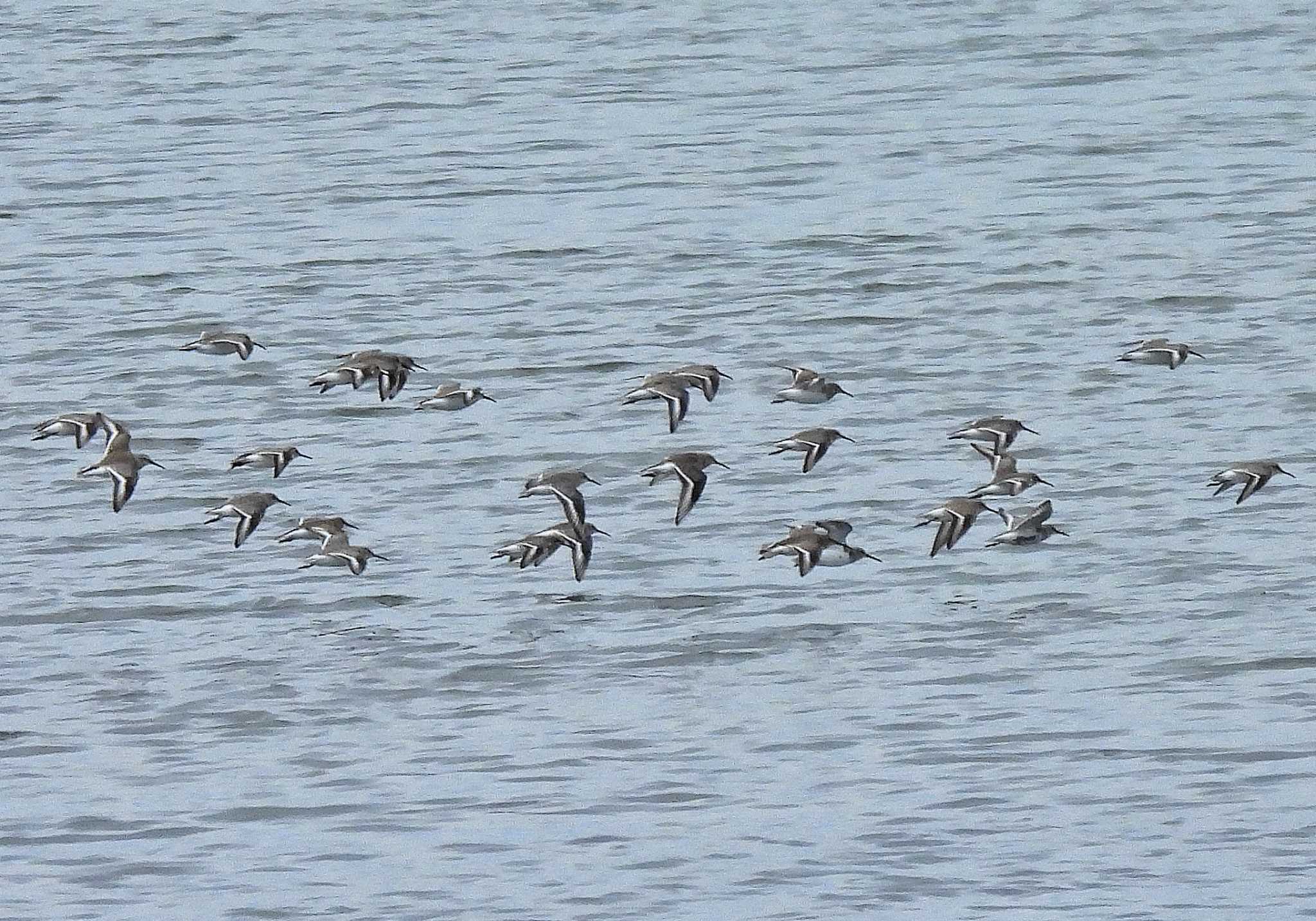 Photo of Dunlin at 稲永公園 by よつくん