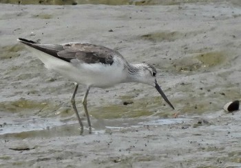 Terek Sandpiper 稲永公園 Sun, 10/18/2020