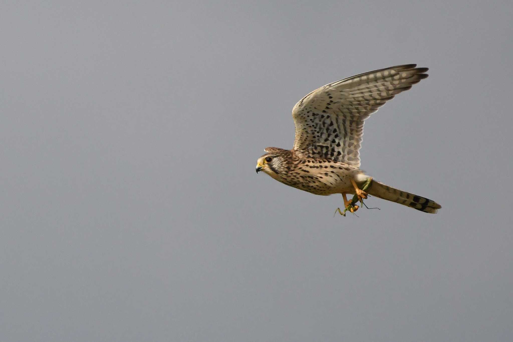 Photo of Common Kestrel at 平塚市 by etsunabe