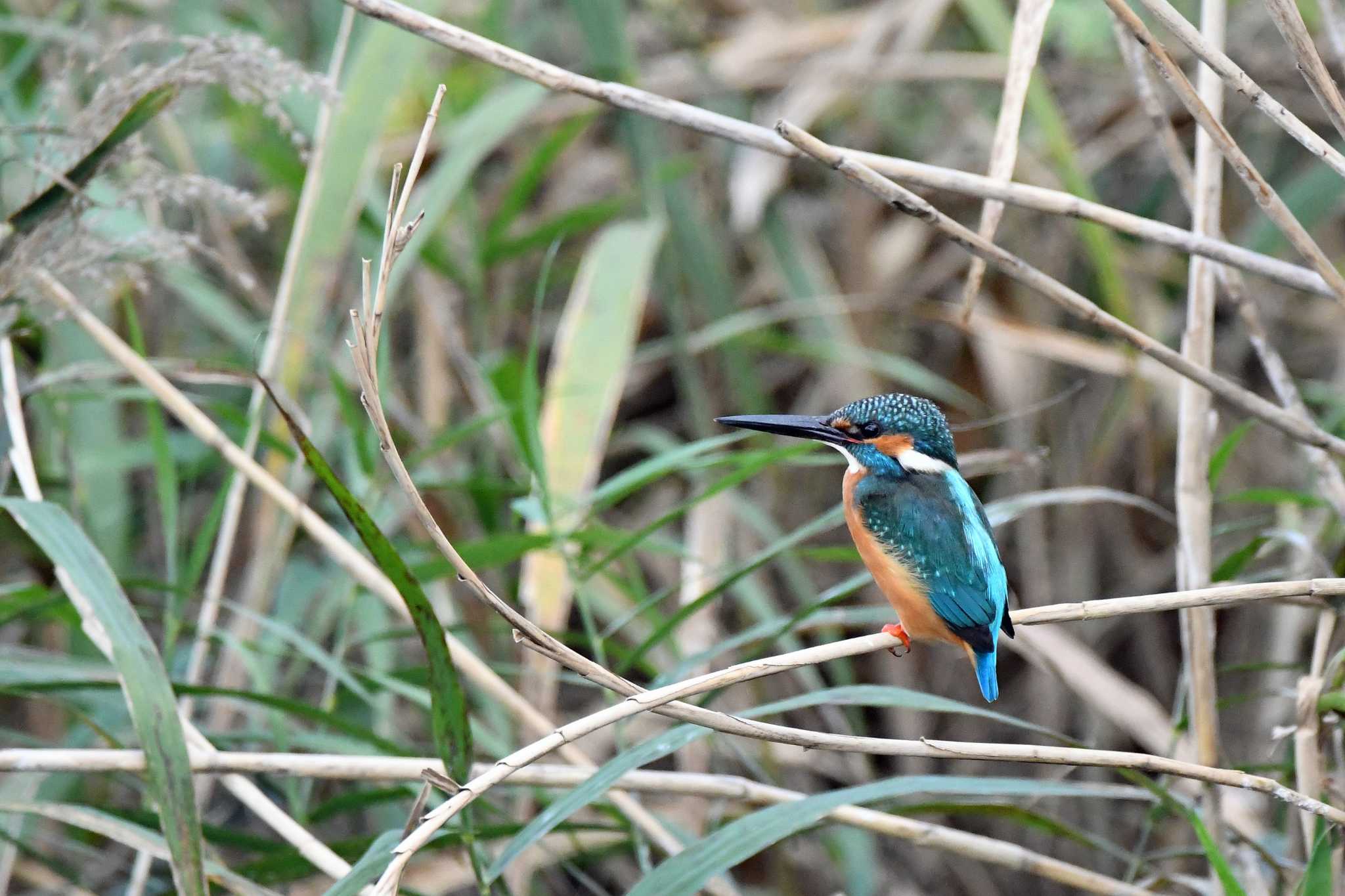 Photo of Common Kingfisher at 平塚市 by etsunabe