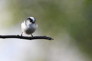 エナガ 秦野市 2021年1月2日(土)