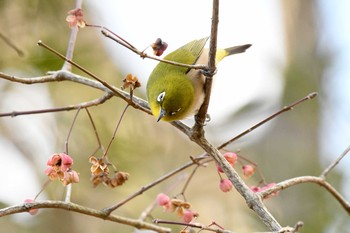 Warbling White-eye 秦野市 Sat, 1/2/2021