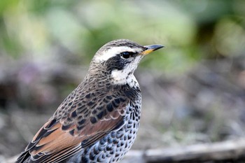 Dusky Thrush 秦野市 Sat, 1/9/2021