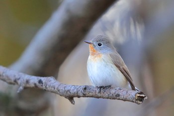 Red-breasted Flycatcher Unknown Spots Sat, 12/17/2016