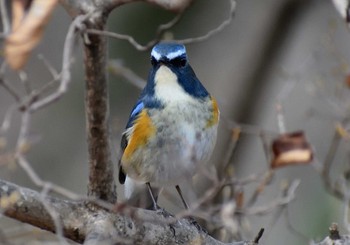 ルリビタキ 愛知県森林公園 2021年1月16日(土)