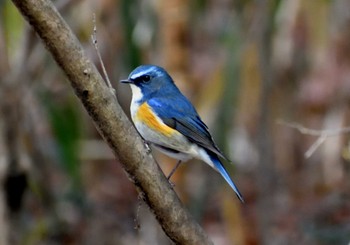 2021年1月16日(土) 愛知県森林公園の野鳥観察記録