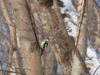 2021年1月24日(日) 野幌森林公園の野鳥観察記録