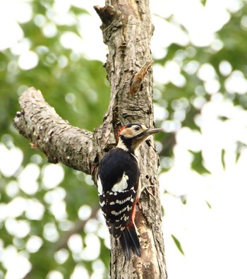 Great Spotted Woodpecker 秋ヶ瀬公園(ピクニックの森) Mon, 10/10/2016