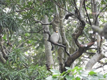 イカル 奈良公園 2021年1月24日(日)