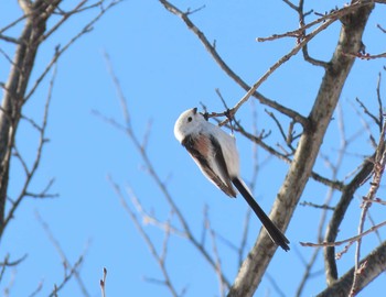 Long-tailed tit(japonicus) Unknown Spots Sun, 1/24/2021