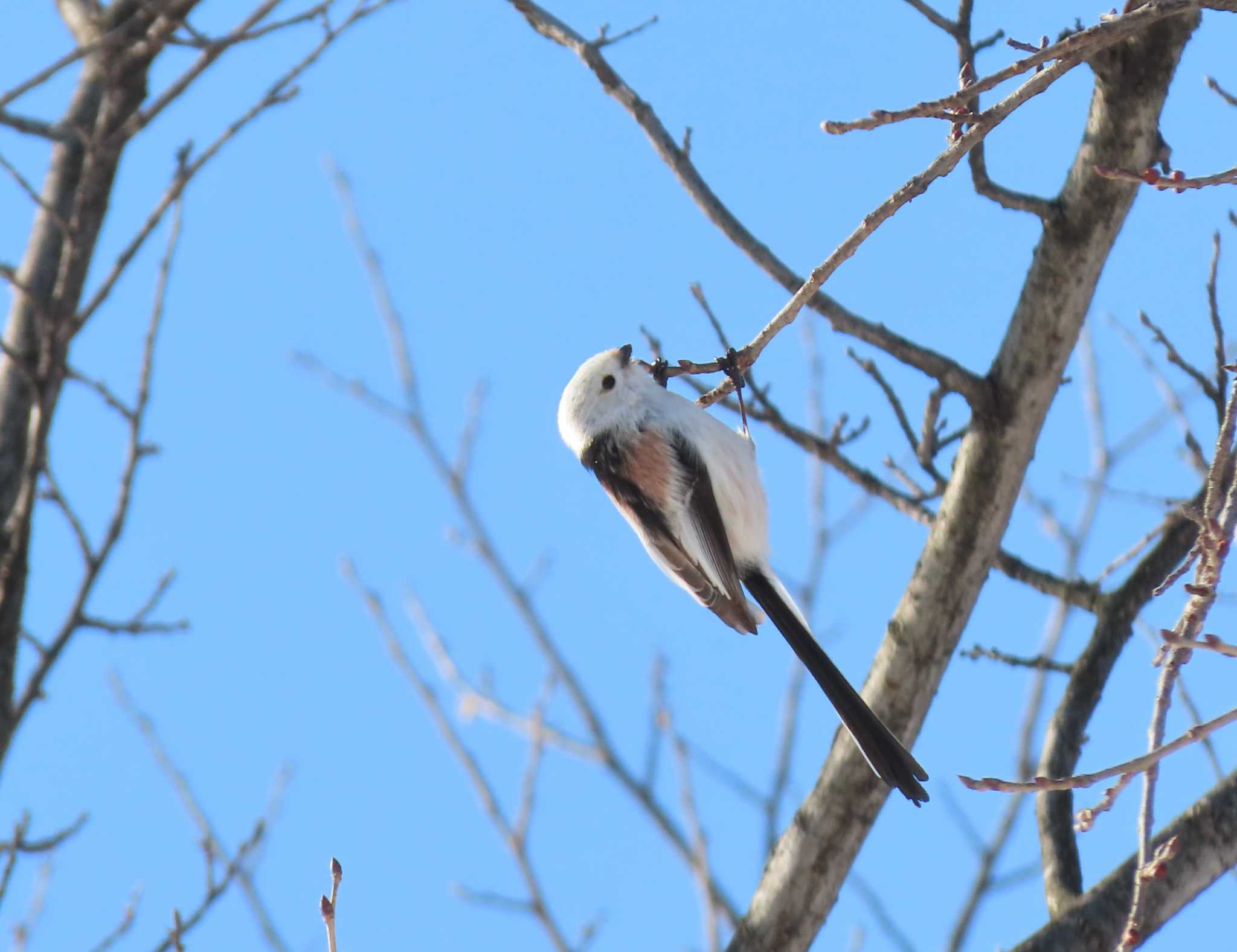 Photo of Long-tailed tit(japonicus) at  by くまちん