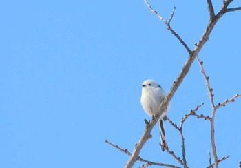 Long-tailed tit(japonicus) Unknown Spots Sun, 1/24/2021