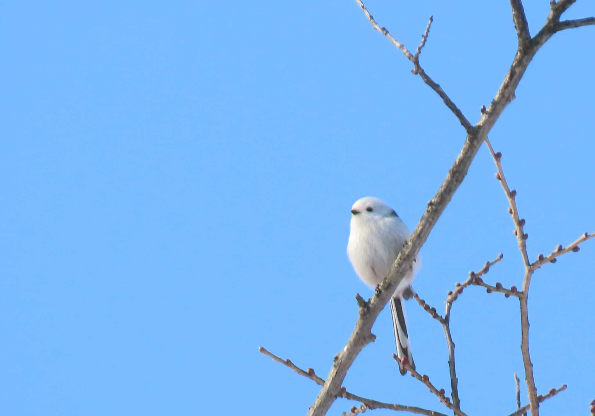 Photo of Long-tailed tit(japonicus) at  by くまちん