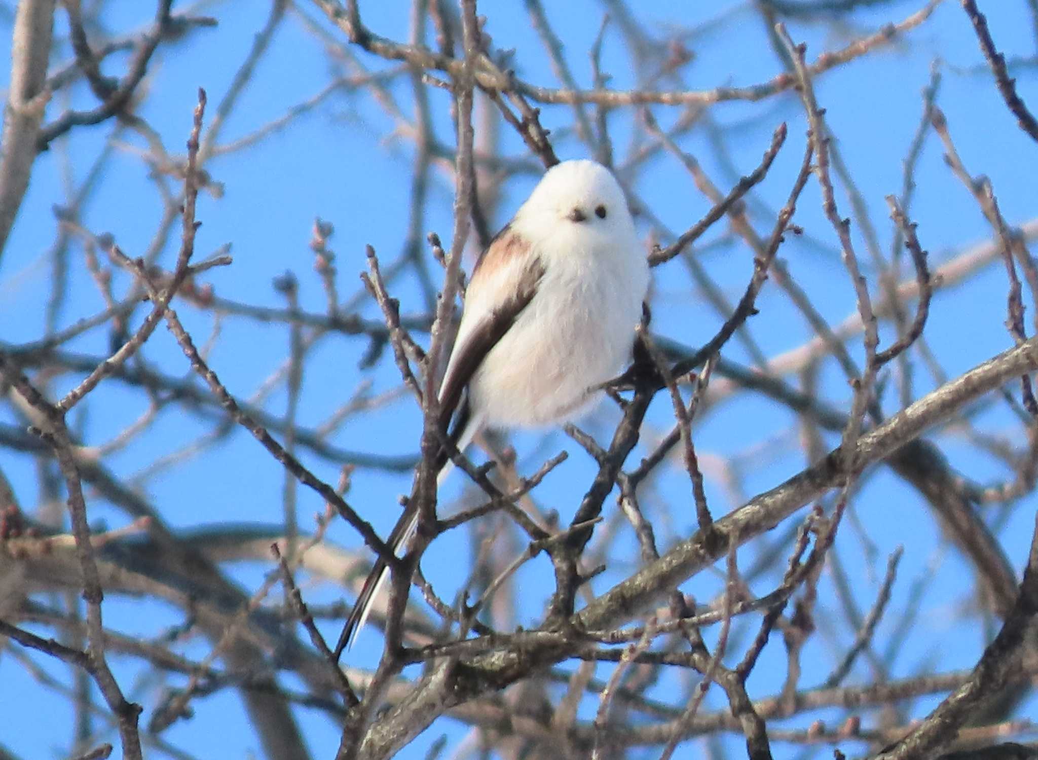 Photo of Long-tailed tit(japonicus) at  by くまちん