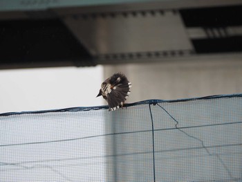 White-cheeked Starling 鶴見川中流 Sun, 1/24/2021