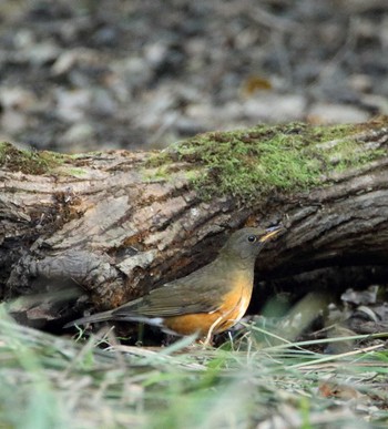 Brown-headed Thrush 秋ヶ瀬公園 こどもの森 Sun, 11/6/2016