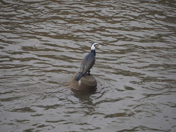 Great Cormorant 鶴見川中流 Sun, 1/24/2021