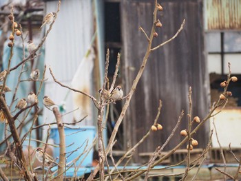 Eurasian Tree Sparrow 鶴見川中流 Sun, 1/24/2021