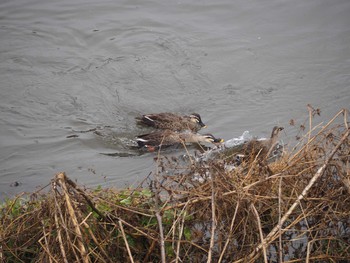 Eastern Spot-billed Duck 鶴見川中流 Sun, 1/24/2021