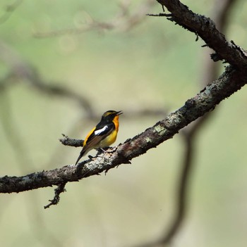 Narcissus Flycatcher Senjogahara Marshland Thu, 5/12/2016