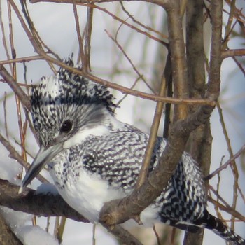 2021年1月24日(日) 真駒内公園の野鳥観察記録