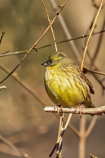 Masked Bunting Komiya Park Sun, 2/9/2020