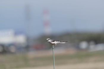 Chinese Grey Shrike Unknown Spots Mon, 3/16/2020