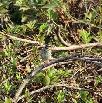 Yellow-browed Bunting 狭山湖 Tue, 10/18/2016