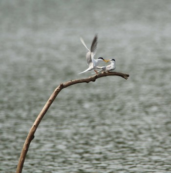 Little Tern Isanuma Mon, 5/23/2016