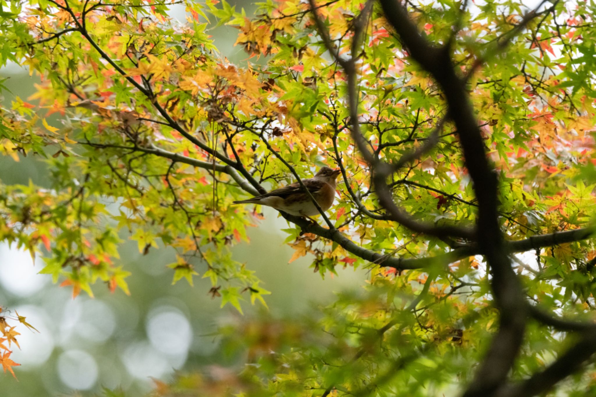  アトリの写真 by アカウント5644