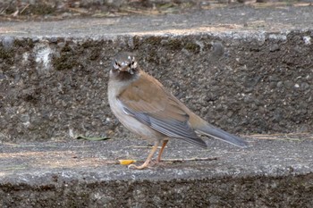 2021年1月20日(水) 三ツ池公園(横浜市鶴見区)の野鳥観察記録