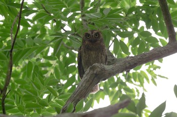 Ryukyu Scops Owl Ishigaki Island Mon, 5/27/2019