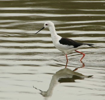 Black-winged Stilt Isanuma Wed, 9/14/2016