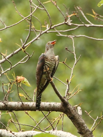 Oriental Cuckoo Akigase Park Mon, 9/12/2016