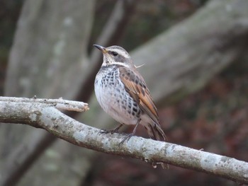 2021年1月24日(日) 座間谷戸山公園の野鳥観察記録