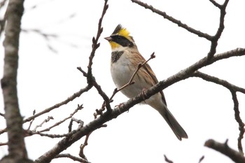 Yellow-throated Bunting 福島県 Sun, 1/24/2021