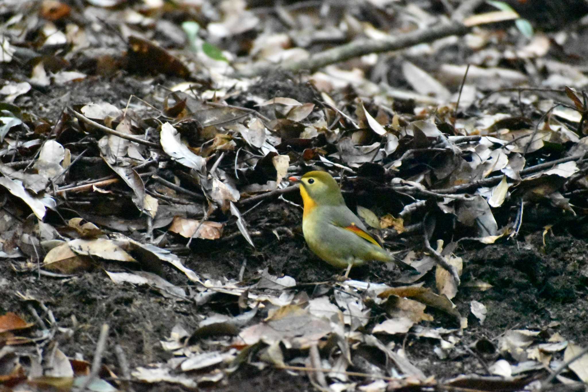 Photo of Red-billed Leiothrix at 天拝山歴史自然公園 by Nori