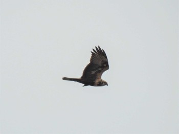 Sun, 1/24/2021 Birding report at Watarase Yusuichi (Wetland)