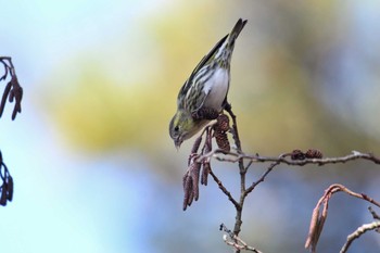 マヒワ 兵庫県 2020年12月12日(土)