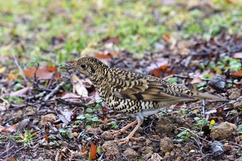 2021年1月24日(日) 世界の梅公園の野鳥観察記録