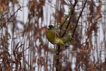 Sun, 1/24/2021 Birding report at 平磯緑地公園