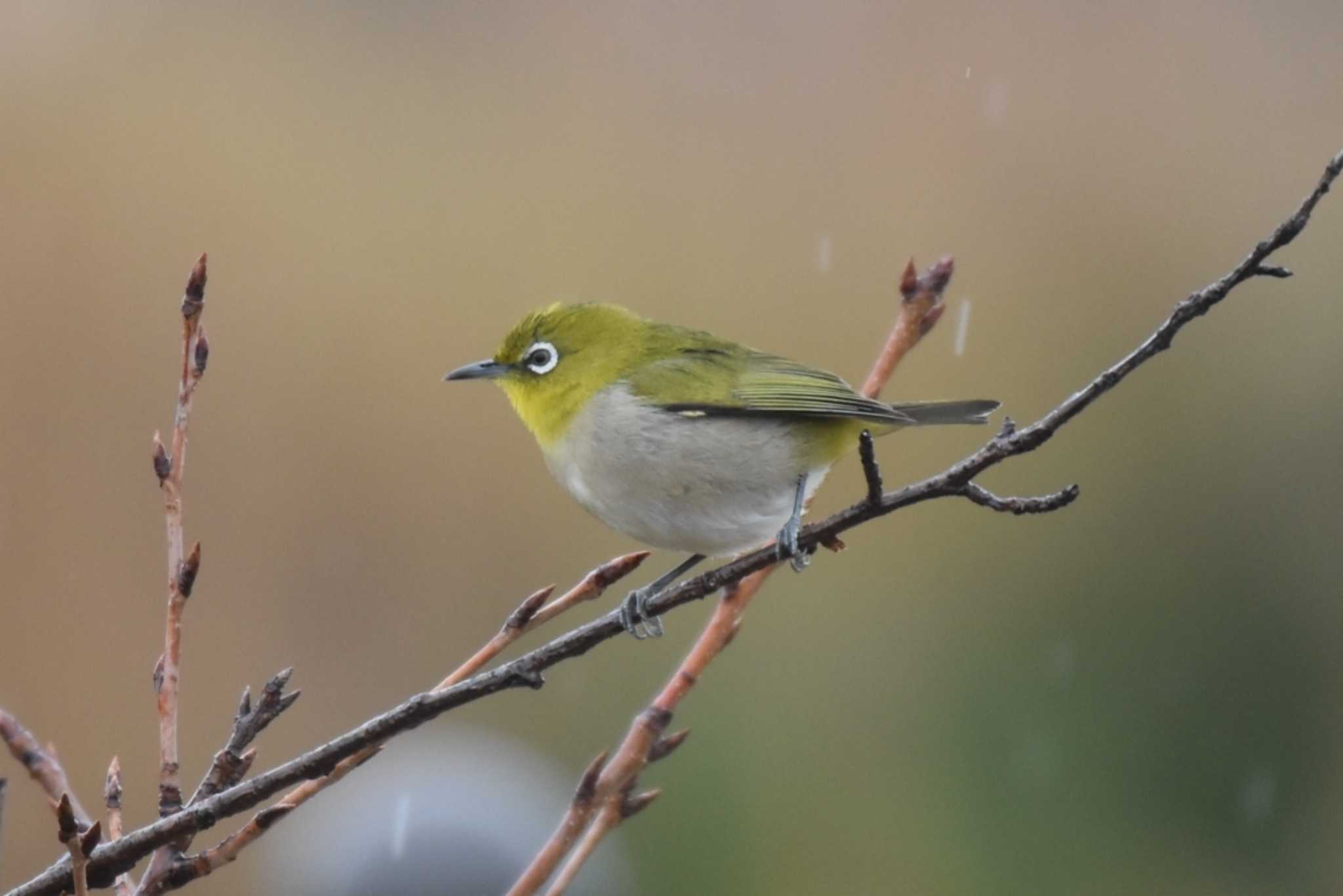 Warbling White-eye