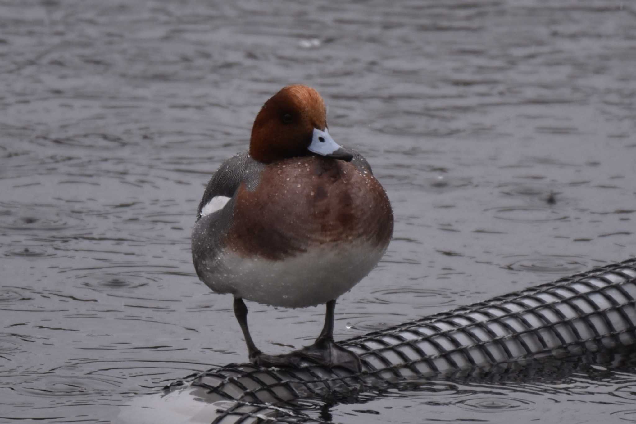 Eurasian Wigeon