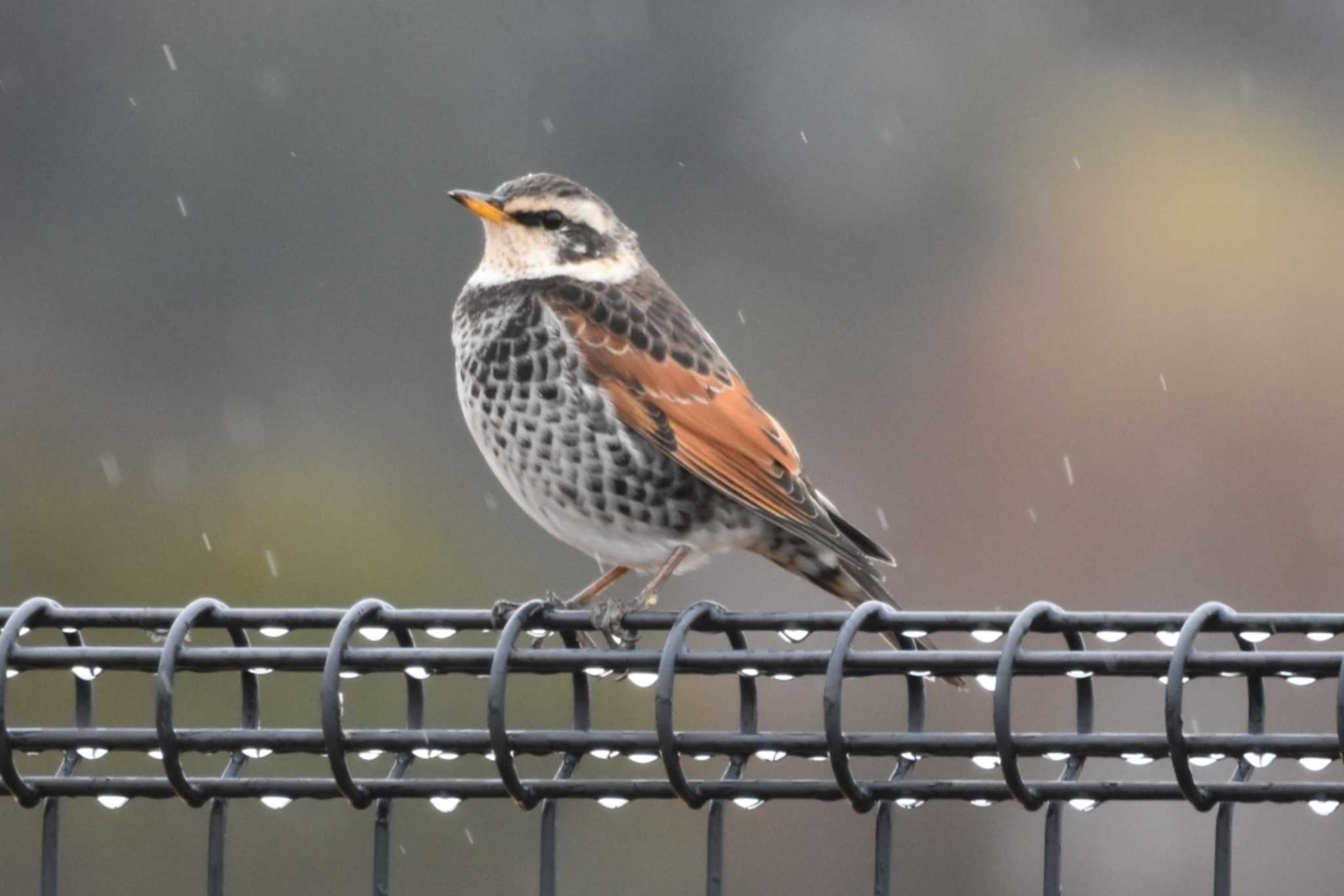 Dusky Thrush