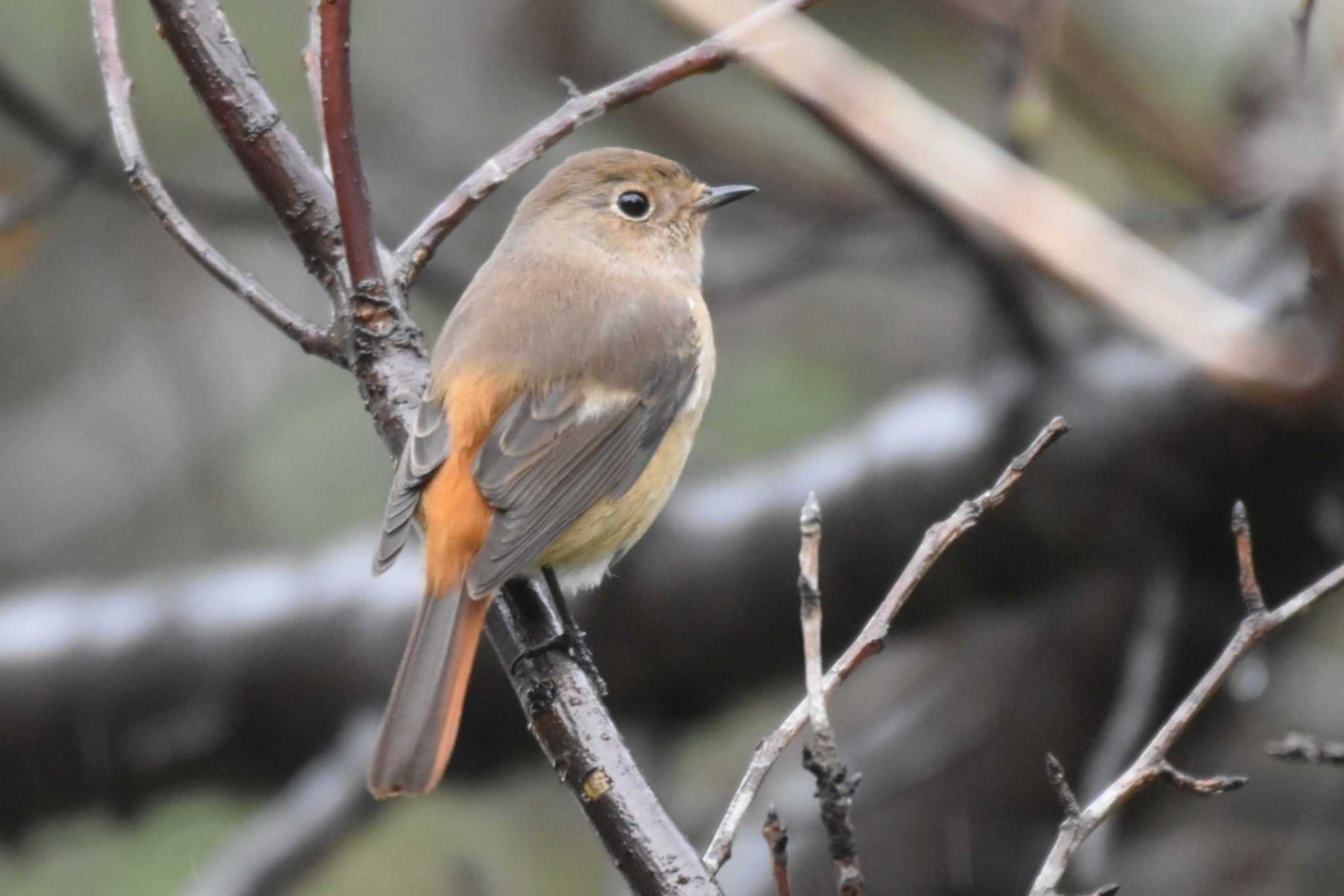 Daurian Redstart