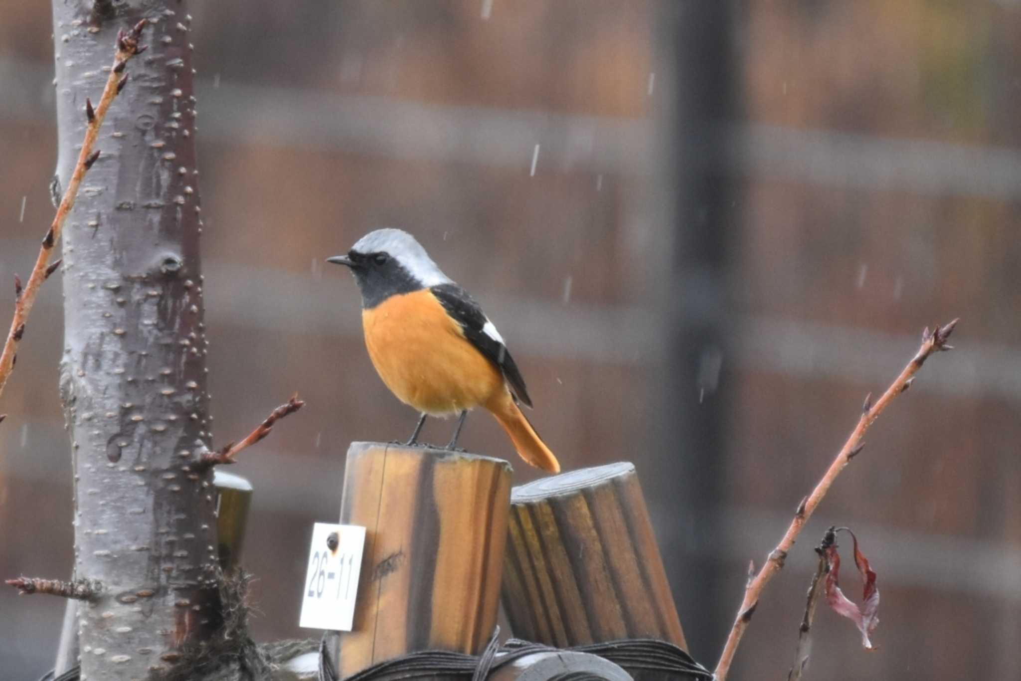 Daurian Redstart